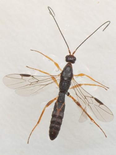Polystenus rugosus